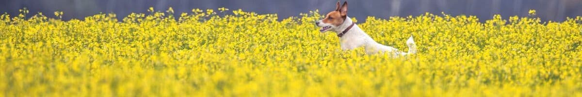 Jack russell terrier