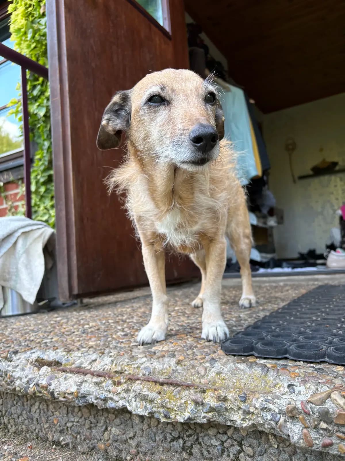 avliva frisk men gammal hund?