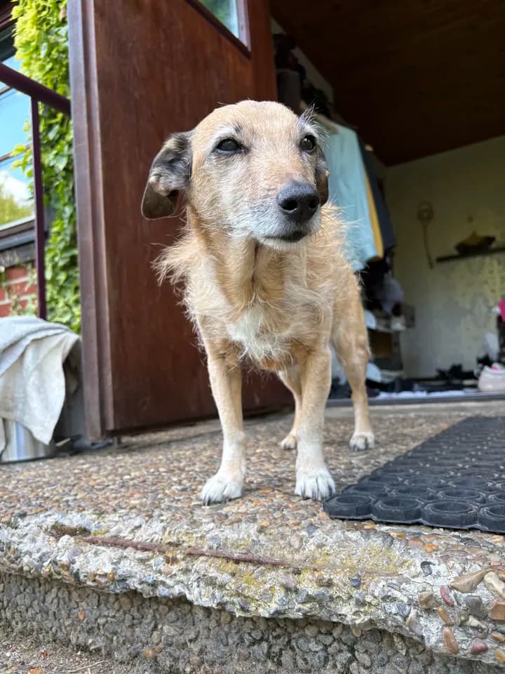 avliva frisk men gammal hund?