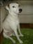 Dogge